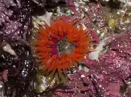 Anthopleura artemisia