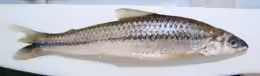 Apareiodon affinis