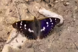 Apatura ilia
