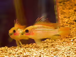 Apistogramma eremnopyge