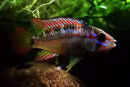 Apistogramma ortegai
