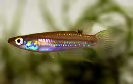 Aplocheilus parvus