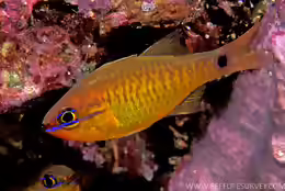 Apogon coccineus