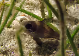 Apogonichthyoides timorensis