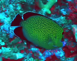 Apolemichthys xanthopunctatus