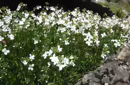 Arabis procurrens