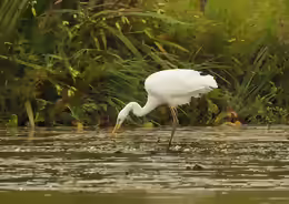 Ardea alba