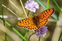 Argynnis niobe