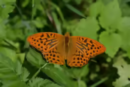 Argynnis paphia