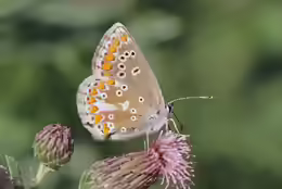 Aricia artaxerxes