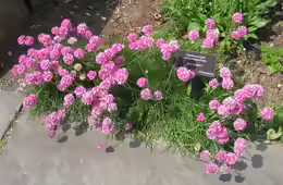 Armeria maritima
