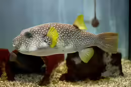 Arothron hispidus