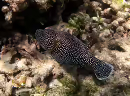 Arothron meleagris