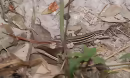 Aspidoscelis sexlineatus