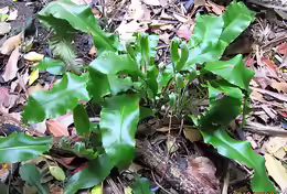 Asplenium scolopendrium