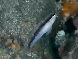 Asterropteryx striata