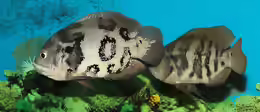 Astronotus ocellatus