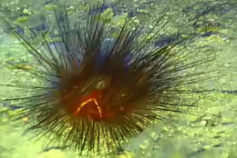 Astropyga magnifica