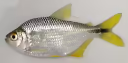 Astyanax lacustris