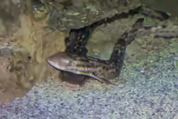 Atelomycterus marmoratus