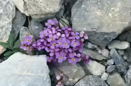 Aubrieta gracilis