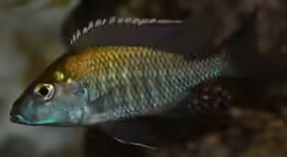 Aulonocara guentheri