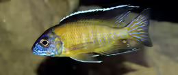 Aulonocara stuartgranti