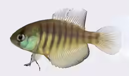 Austrolebias adloffi