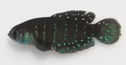 Austrolebias affinis