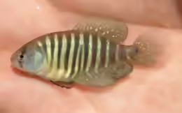 Austrolebias charrua