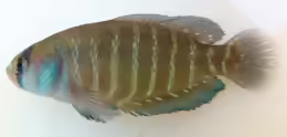 Austrolebias queguay