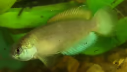 Austrolebias quirogai