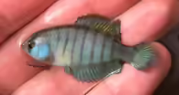 Austrolebias reicherti