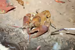 Austropotamobius pallipes