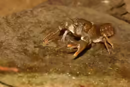 Austropotamobius torrentium