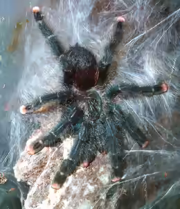 Avicularia metallica