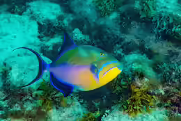 Balistes vetula