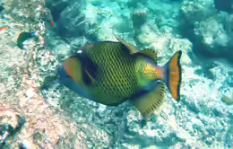 Balistoides viridescens