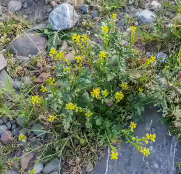 Barbarea verna