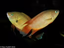 Belontia signata