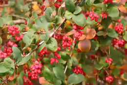 Berberis koreana