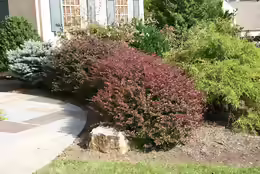 Berberis thunbergii