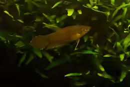 Betta enisae