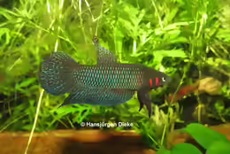 Betta hendra