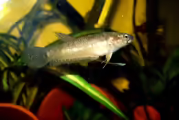 Betta pallifina