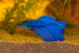 Betta splendens