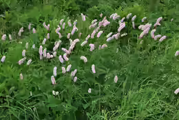 Bistorta officinalis