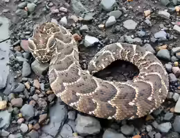Bitis arietans