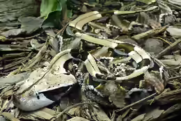 Bitis gabonica
