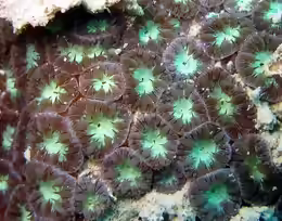Blastomussa merleti